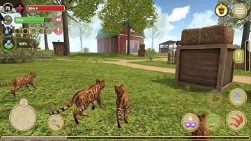 Cat Simulator 2020 #21 (Avelog) | Android Gameplay HD