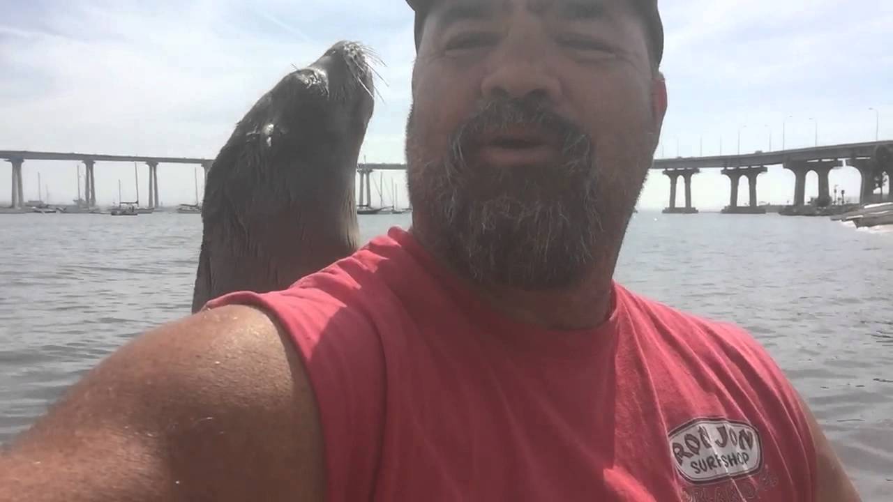 Baby sea lion hitches ride on kayak
