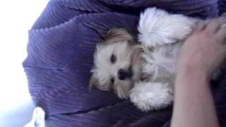 Spoilt Dog Slow Loris Response