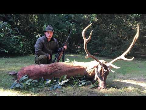Videó: Hogyan kell vadászni a szarvasra (képekkel)