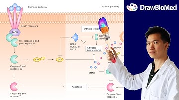 How to Draw Extrinsic Apoptosis Pathway in Inkscape