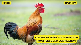 Download lagu Kumpulan Ayam Berkokok Berbagai Jenis – Dari ayam Shamo, Brahma, Kate, dan banyak lainnya