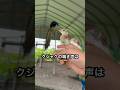 クジャクの飼育をオススメしない理由