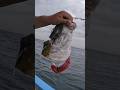 500 lb sea lion takes my yellowtail #fishing #fishingfail #yellowtail