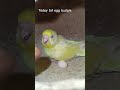 Budgie breeding 2026 || Today 1st egg budgie breeding 🐥🐣 #shorts #birds #budgiebreeding #viral
