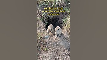 Tiny Paws, Big Hearts #inspirational #gophers