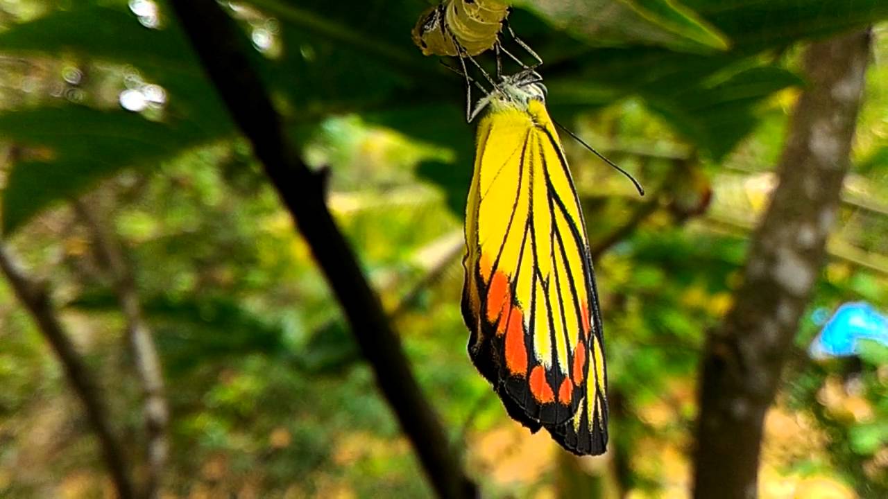 Butterfly born kupu  kupu  keluar dari kepompong  YouTube