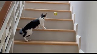 Cat plays with a ball up and down stairs