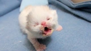 Newborn Kitten Marshmallow  Day 12  Peeking Eye