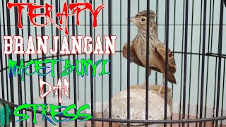 terapy burung branjangan untuk macet bunyi dan stress||dunia burung indo●010321