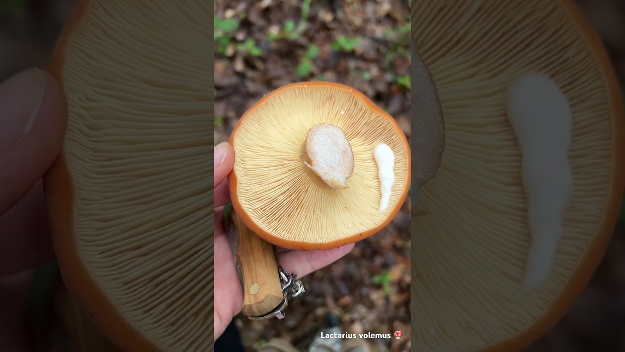 Lactarius volemus milk cap 