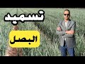 برنامج تسميد البصل بالكامل 2024