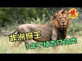 非洲狮王了争夺地盘，1年内吃掉100余只同类，太残忍了！纪录片