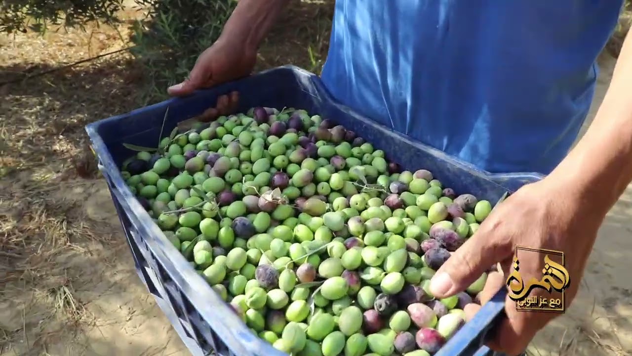 أفضل طرق ري الزيتون والتسميد لموسم مثمر