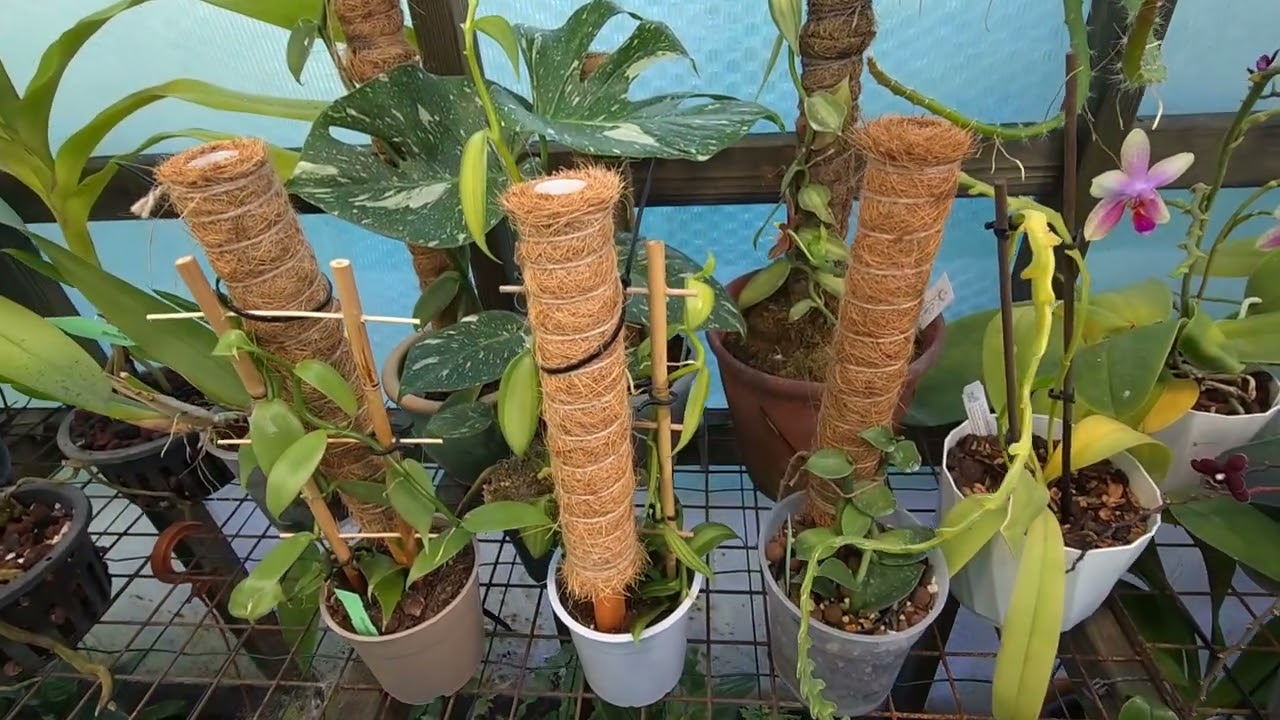 Spikes and blooms in my #orchid #greenhouse 28/02/26