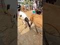 #ytshorts #cow #hate #goru #bull #গরু #গরুর_হাট #গরুর #cowunloading #cows #cowvideos #গরু #হাট #caw
