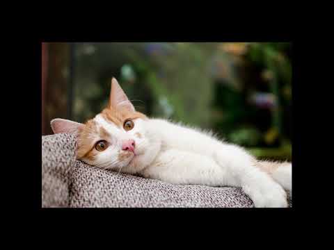 Nιαουρίσματα γάτας (Cats Meowing Compilation)