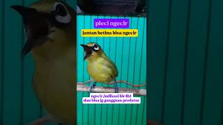 pleci ngecir jantan apa betina ?#plecidakun #pleci #beranda #plecigacornembak