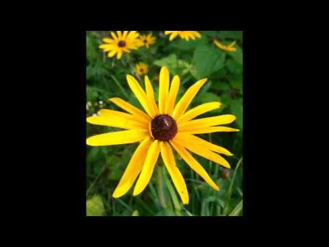 Vídeo: Taques negres a les plantes de Rudbeckia - Tractament de fulles tacades a Susan d'ulls negres