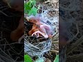 A beautiful birds nest video #birds #nest #birdsounds #birdsong #nature #animals