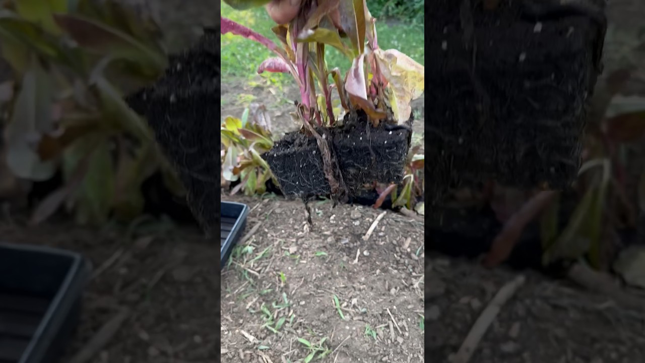 Red romaine seed trench 