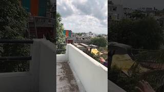 Gulati marna wala kabootar #viral #pigeon #pigeonsworld7