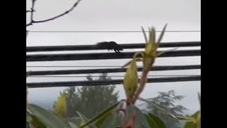 Vancouver Island Shaun Spots a Squirrel Wire Walking on New Years Day
