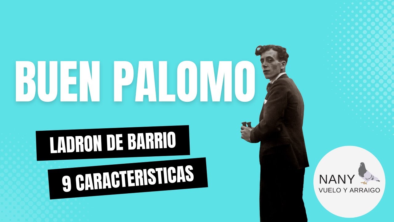 9 Características de un buen palomo ladrón de barrio