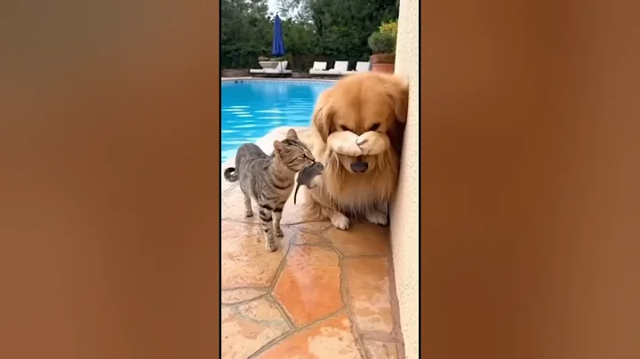Video 11896801: funniest cat vs dog, funniest cat fails, cat dog fail funny