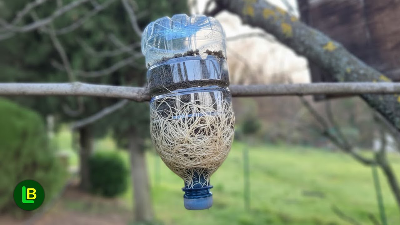 ВЕТКА ПУСКАЕТ КОРНИ НА ДЕРЕВЕ Каждая ветка очень быстро пустит корни