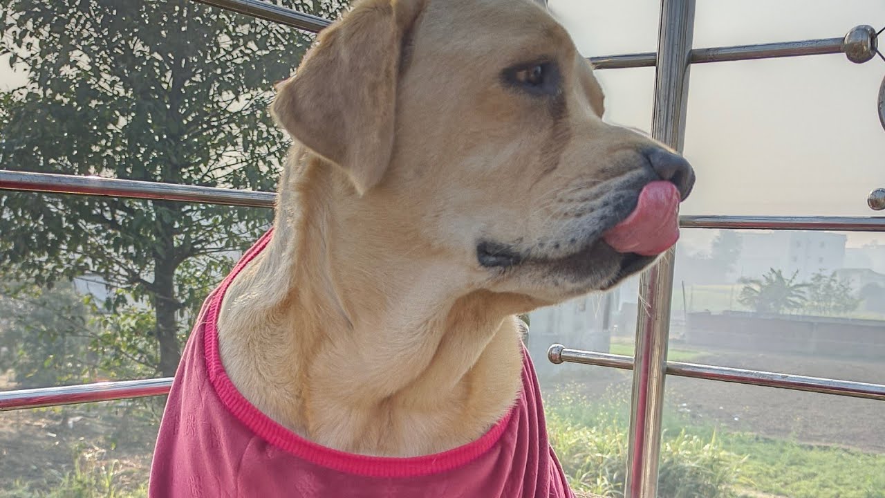 Labrador lover is live