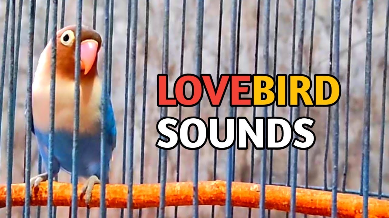 Spectacular Chirps from World Champions the sound of lovebirds