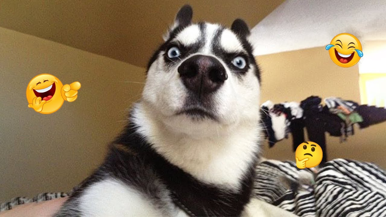 FUNNY DOGS FAILS 2025 🤣 Hilarious Dog Moments That Will Keep You Laughing All Day! 🐾#20