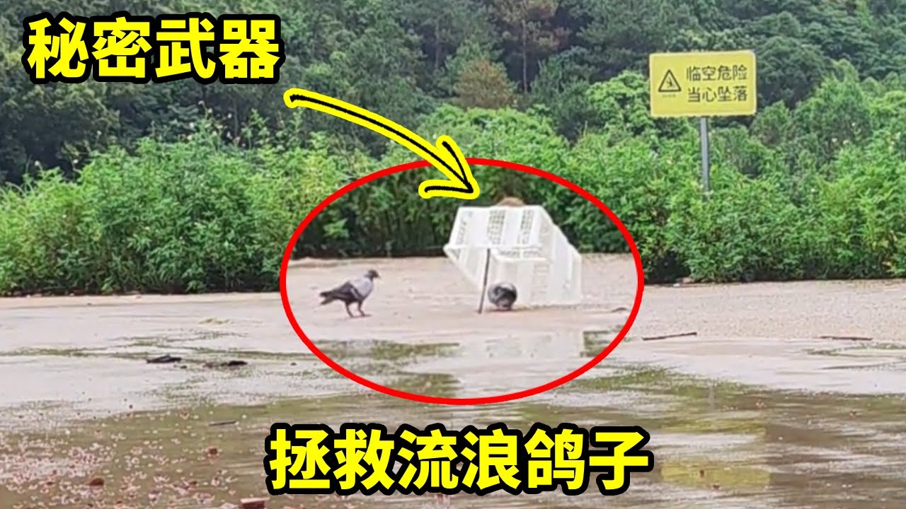 水库旁偶遇流浪鸽子，为了成功拯救流浪鸽，我使用了特殊招数#鸽子 #信鸽赛鸽 #信鸽