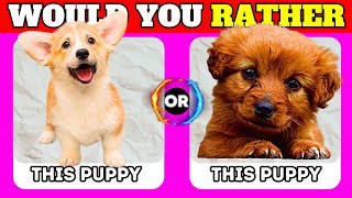 Would You Rather...? Animals Edition  Quiz Time