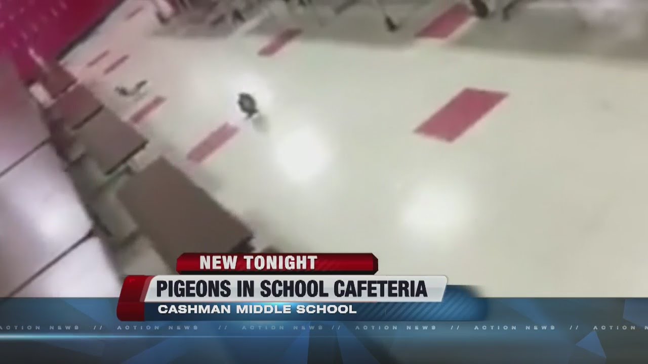 Pigeons spotted in Cashman Middle School cafeteria