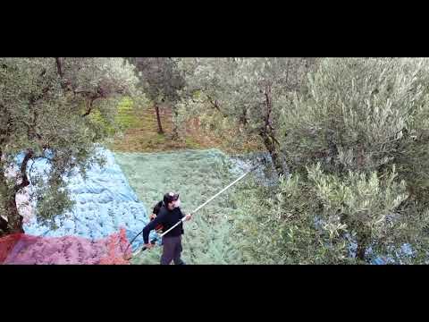 Trilye Drone Zeytin Günleri