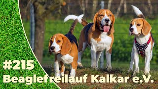 Beaglefreilauf #215 Ein zauberhaftes Nikolausbeaglen am ersten Advent 🐾🎅