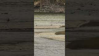 Река Северский Донец #река #lake #северскийдонец #утки