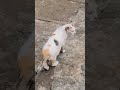 Beautiful cats 🤩😻 #cat #shortvideo #cutecat #animallife