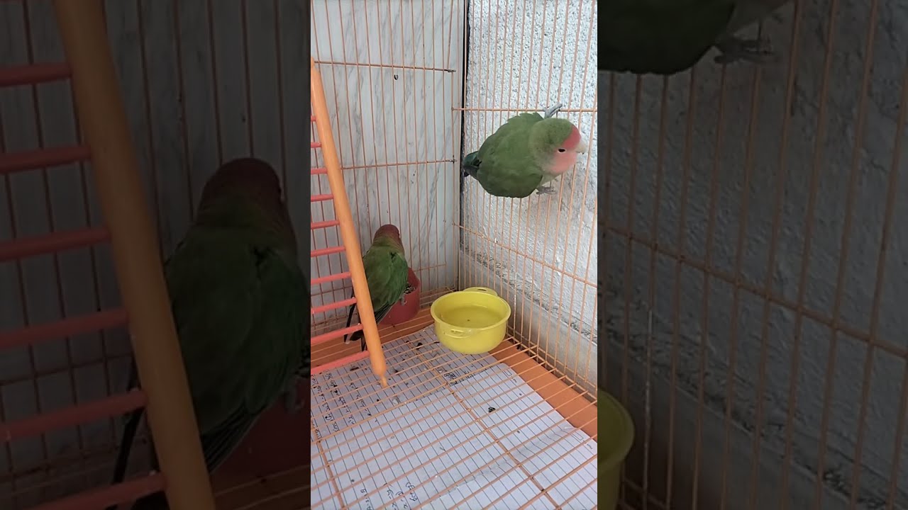 African Love Birds🐥 is live!