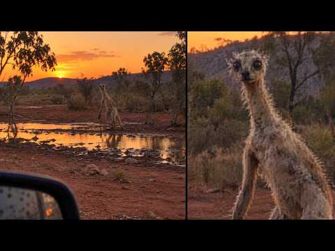 Unknown Creatures Have Been Filmed Across the Australian Outback - Part 3
