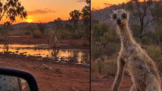 Unknown Creatures Have Been Filmed Across the Australian Outback - Part 3 Unknown Creatures Have Been Filmed Across the Australian Outback - Part 3