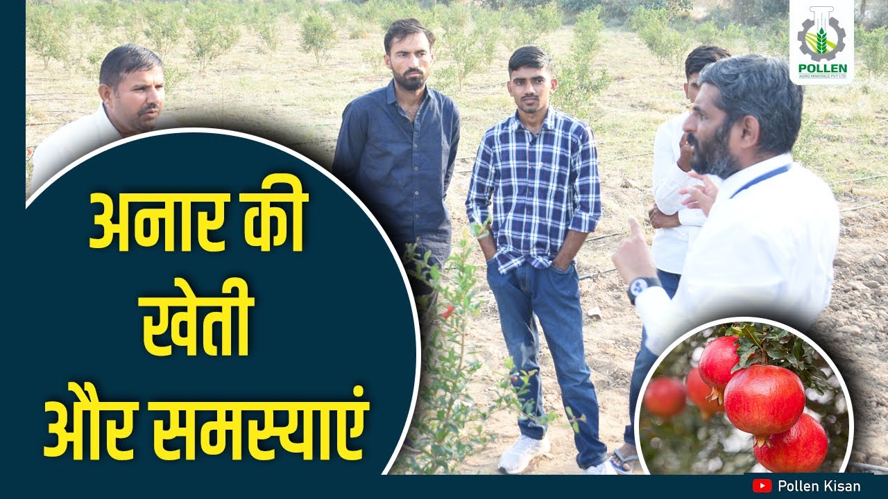 अनार कि खेती और समस्याएं। राजस्थान किसान मार्गदर्शन | Pollen Kisan