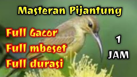 Masteran burung pijantung durasi panjang || Pancingan Pijantung