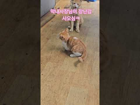 덕순이네 가족 #율무 #삼형제집사 #놀이 #퇴근 #부산강서구