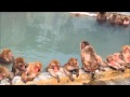 温泉に入るサル～函館市熱帯植物園・サル山～ の動画、YouTube動画。