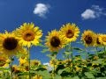 ひまわり～ＮＨＫ連続テレビ小説「てっぱん」オープニング