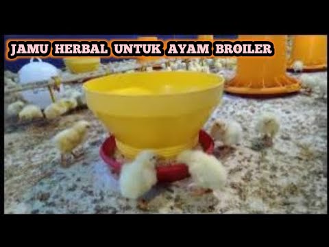 Cara Membuat Jamu Herbal Untuk Ayam Broiler