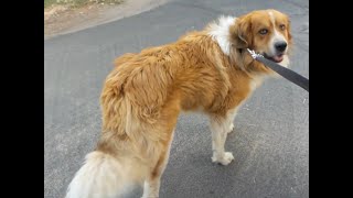 100lb. Dog Running In Motion - Mountain Great Pyrenees Mix (HD) YouTube